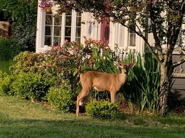 Anchorage Inn B&B Coupeville Exteriör bild